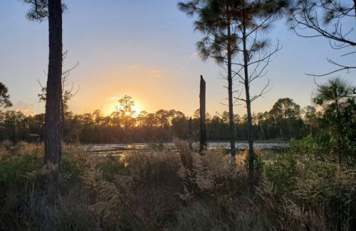 Sunset over a serene wetland, framed by tall trees and golden grasses, creating a peaceful natural landscape.