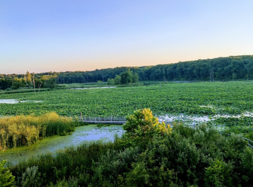 A serene landscape of a lush wetland with lily pads, surrounded by trees and a clear blue sky at sunset.