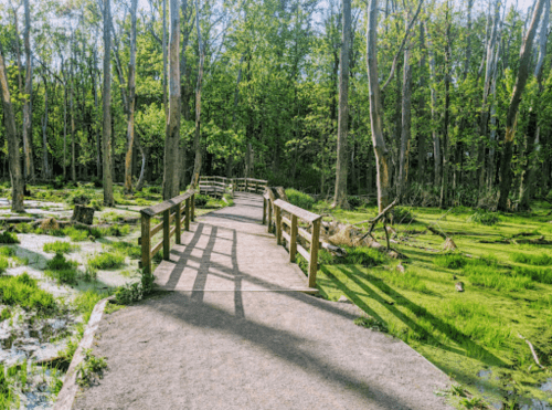 A wooden walkway through a lush green forest with tall trees and sunlight filtering through the leaves.