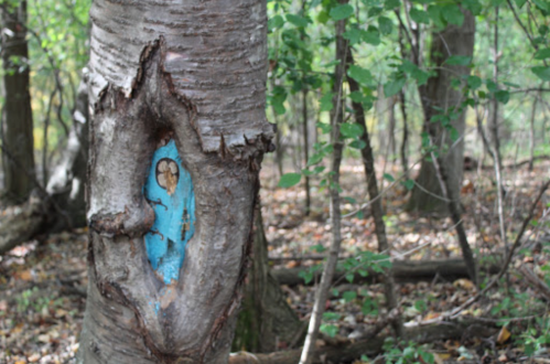 A tree with a carved heart shape, painted blue, surrounded by green foliage in a forest setting.