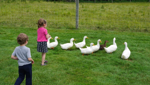 Two children play outside as a group of ducks waddles across a grassy field.