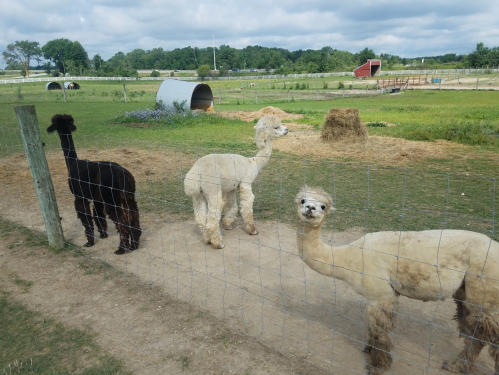 Three alpacas, one black and two white, stand near a fence in a grassy field with barns in the background.