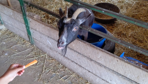 A goat leans over a fence, curiously reaching for a carrot held by a person. Straw scattered on the ground.