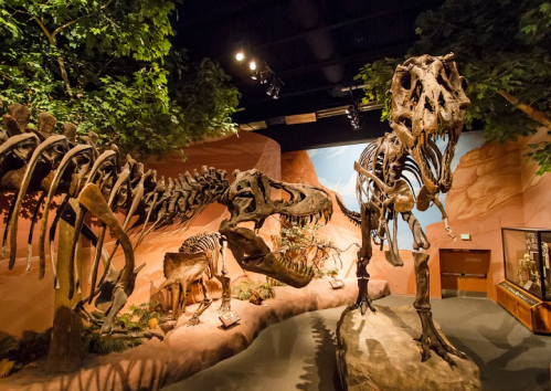 A museum exhibit featuring dinosaur skeletons, including a large T. rex, set against a naturalistic backdrop.