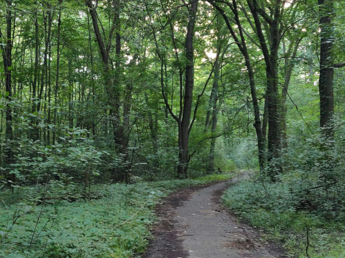 A winding dirt path through a lush green forest with tall trees and dense foliage on either side.