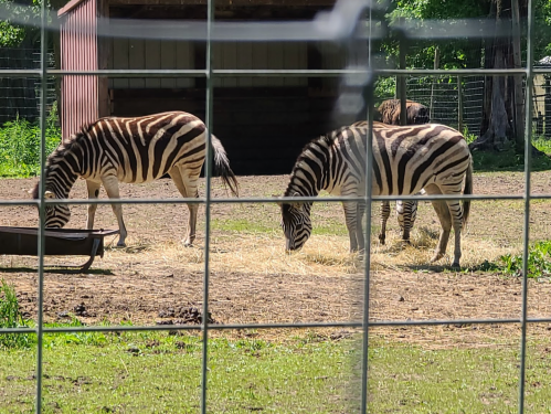 Two zebras grazing on hay in a fenced enclosure, with a barn visible in the background.