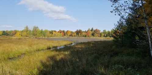 A serene landscape featuring a grassy field, a calm water body, and trees displaying autumn colors under a blue sky.
