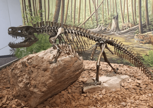 A dinosaur skeleton displayed on a rock, set against a mural of a prehistoric forest.