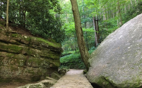 A serene forest path between moss-covered rocks, surrounded by lush green trees and foliage.