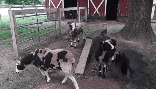 Three sheep with black and white markings are in a barnyard, near a wooden structure and a large tire.