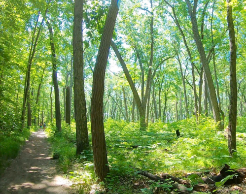 A sunlit forest path surrounded by tall trees and lush green foliage.