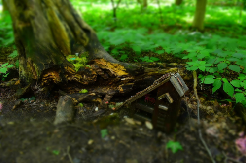 A small, whimsical wooden house nestled at the base of a tree in a lush, green forest.