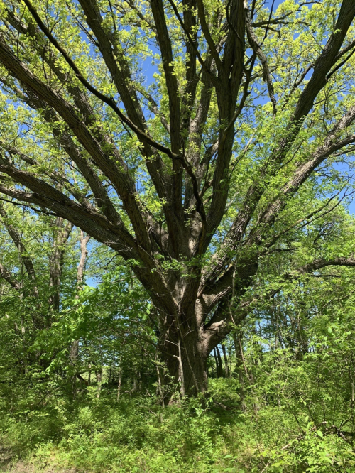 A large, leafy tree with a wide trunk and sprawling branches in a lush green forest under a clear blue sky.