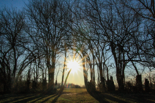 Sunlight filters through bare trees, creating a natural archway with long shadows on the ground.