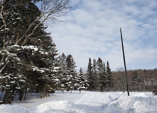 A snowy path lined with tall trees under a cloudy sky, leading into a winter landscape.