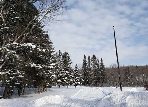 A snowy path lined with tall trees under a cloudy sky, leading into a winter landscape.