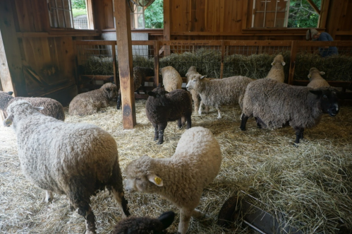 A group of sheep of various colors and sizes inside a barn, surrounded by straw and wooden beams.