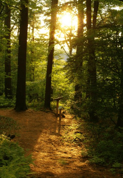 Sunlight filters through trees in a lush forest, casting warm light on a winding path.