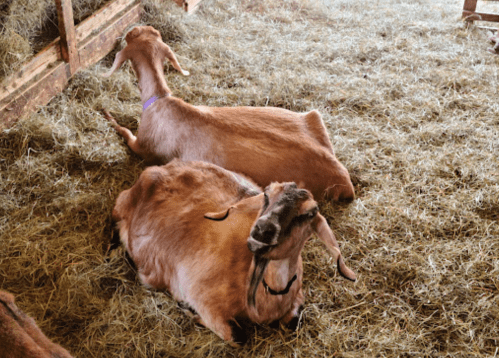 Two goats resting on straw in a barn, surrounded by hay.