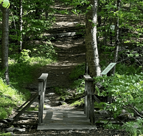 A wooden bridge leads over a path through a lush green forest with sunlight filtering through the trees.