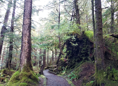 A serene forest path winding through tall trees and lush greenery, with moss-covered rocks and a wooden bridge.