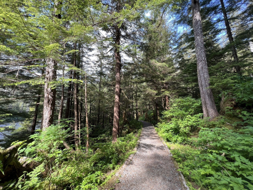 A winding gravel path through a lush green forest with tall trees and sunlight filtering through the leaves.