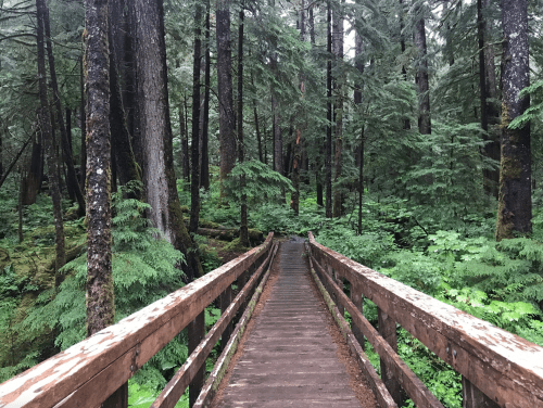 A wooden bridge leads through a lush, green forest with tall trees and dense foliage.