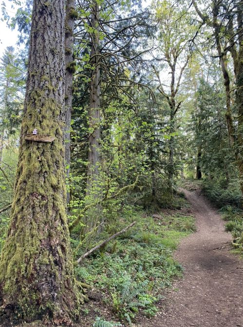 A moss-covered tree stands beside a winding dirt path in a lush, green forest. Sunlight filters through the leaves.