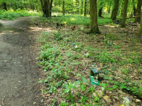 A forest path with scattered items and greenery, surrounded by trees and underbrush.