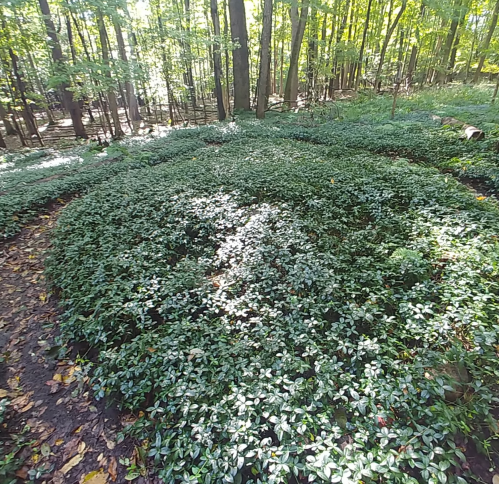 A lush forest scene with sunlight filtering through trees, illuminating a dense patch of green ground cover.