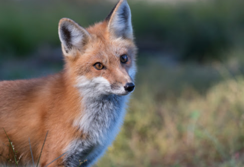 A close-up of a red fox with a bushy tail, standing in a grassy area, looking curiously to the side.