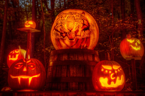 A collection of carved pumpkins with glowing faces, featuring a large tiger design on a central pumpkin.