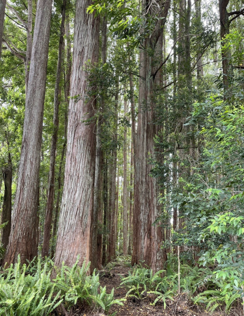 Tall trees with textured bark rise amidst lush greenery in a serene forest setting. Ferns line the forest floor.