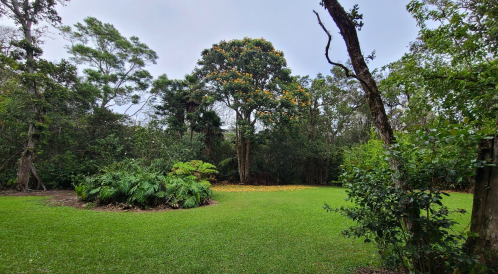 Lush green garden with trees and shrubs, featuring a large tree in the background and a grassy area in the foreground.