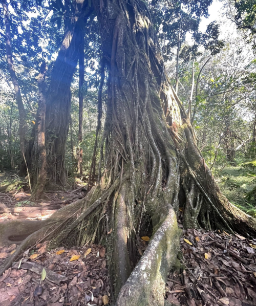 A large tree with thick, twisting roots and a dense forest backdrop, showcasing lush greenery and sunlight filtering through.