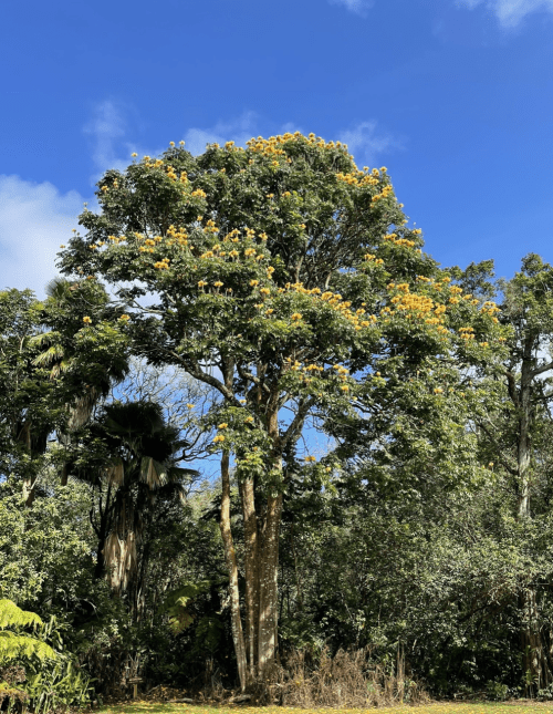 A tall tree with yellow flowers against a blue sky, surrounded by lush green foliage.