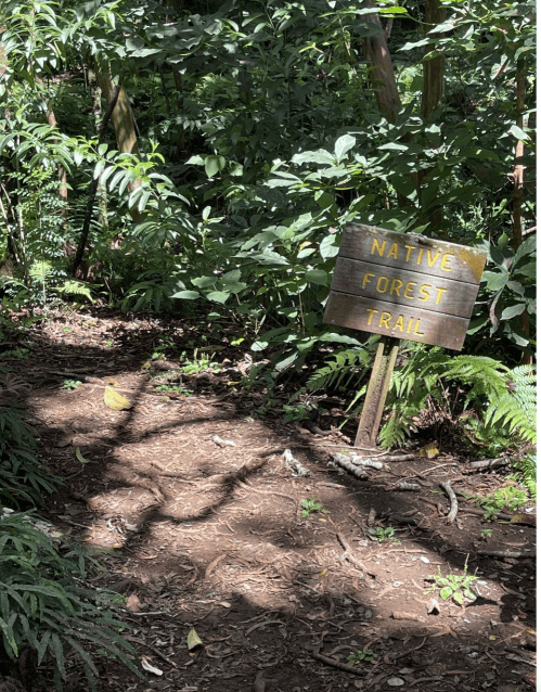 A wooden sign reading "Native Forest Trail" stands amidst lush greenery and forest undergrowth.