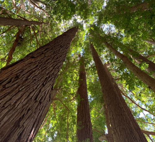 Looking up at tall trees with lush green leaves against a bright blue sky.