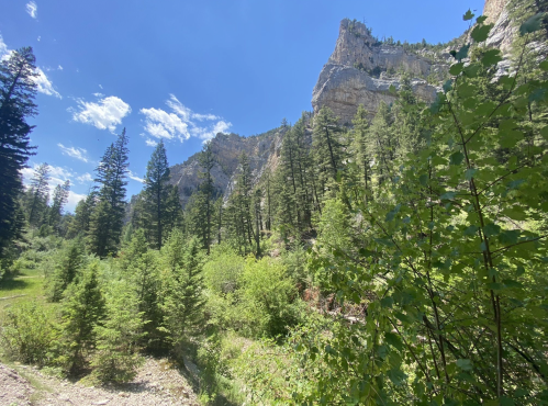 Lush green trees and shrubs in a mountainous landscape under a clear blue sky with rocky cliffs in the background.