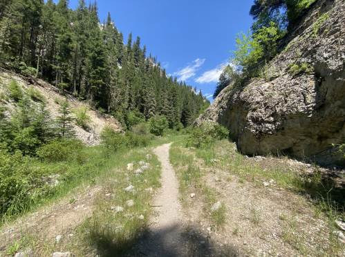 A winding dirt path through a lush green forest, flanked by rocky cliffs under a clear blue sky.