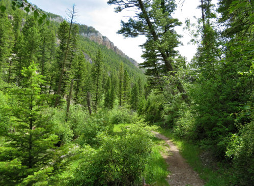 A lush green forest path surrounded by tall trees and vibrant foliage under a clear sky.