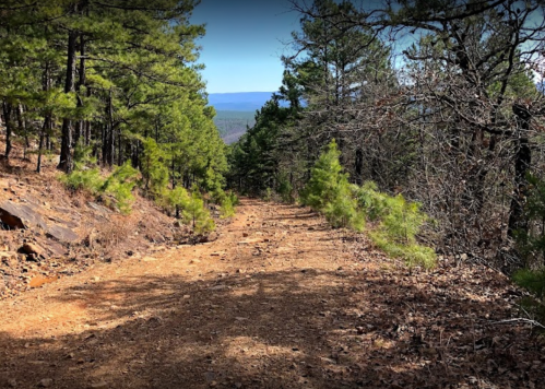 A dirt path winding through a forest of pine trees, leading downhill with distant mountains visible in the background.