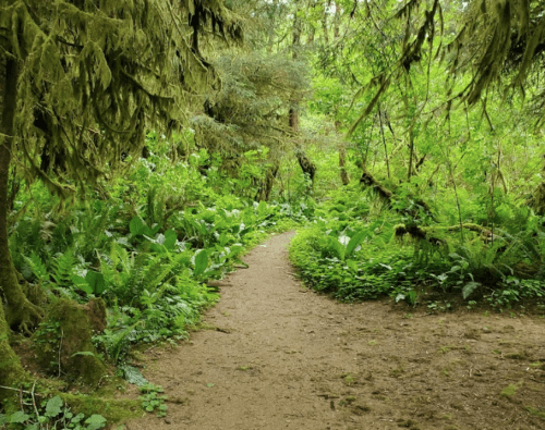 A lush green forest path surrounded by dense foliage and ferns, inviting exploration.