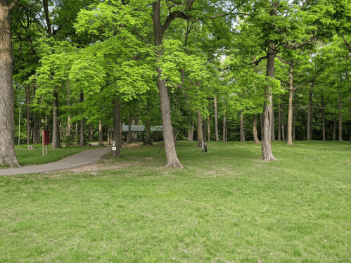 A lush green park with tall trees, a pathway, and a small shelter in the background.