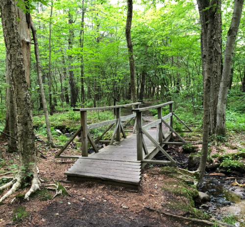 A wooden bridge crosses a small stream in a lush, green forest with trees and foliage surrounding it.