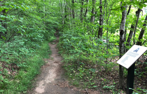 A narrow dirt path winds through a lush green forest, with a signpost visible on the right.