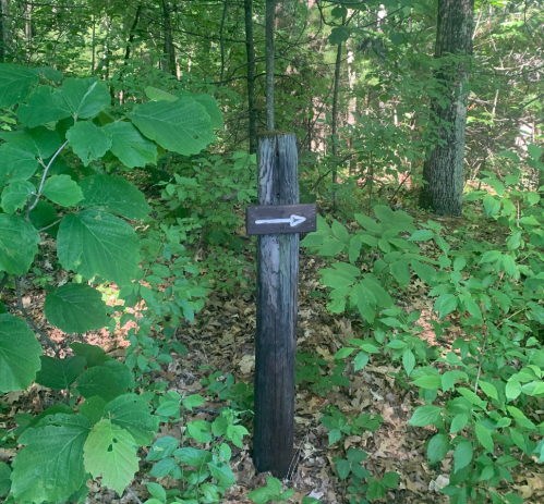 A wooden signpost in a lush green forest, pointing right with an arrow, surrounded by dense foliage.