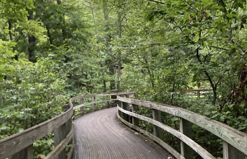 A winding wooden boardwalk through a lush green forest, surrounded by trees and foliage.