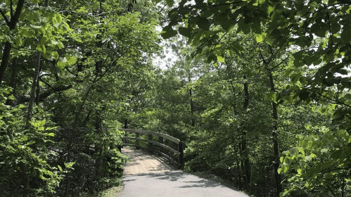 A wooden bridge surrounded by lush green trees on a sunny day, leading into a peaceful forest path.