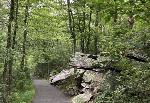 A winding path through a lush green forest, flanked by large rocks and dense trees.